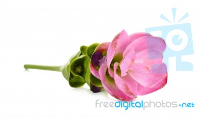 Siam Tulip Flower Isolated On White Background Stock Photo