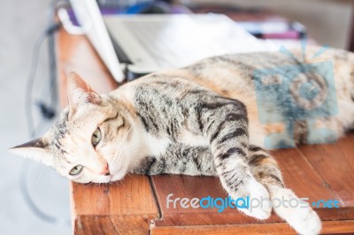 Siamese Cat Laying Down On Wooen Table Stock Photo