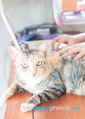 Siamese Cat Looking At Camera Stock Photo