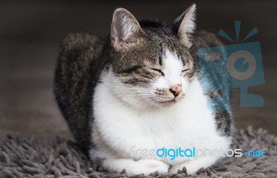 Siamese Cat Sitting On Carpet Stock Photo