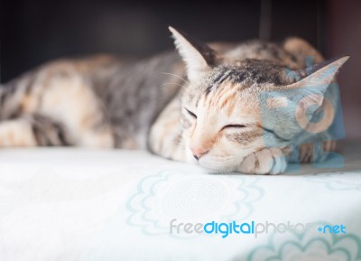 Siamese Cat Sleeping On The Table Stock Photo