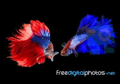 Siamese Fighting Betta Fish Red And Blue On Black Background Stock Photo