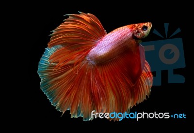 Siamese Fighting Fish Stock Photo