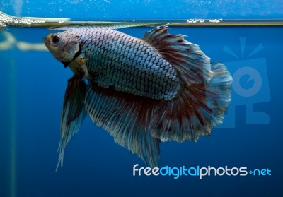 Siamese Fighting Fish Stock Photo