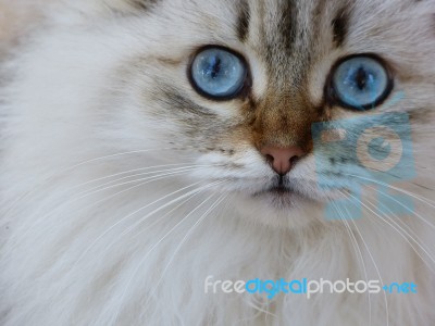 Siberian Cat Stock Photo
