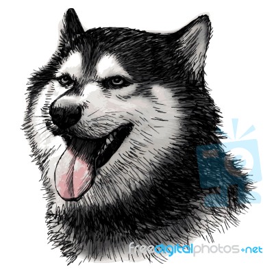 Siberian Husky Hand Drawn Stock Image