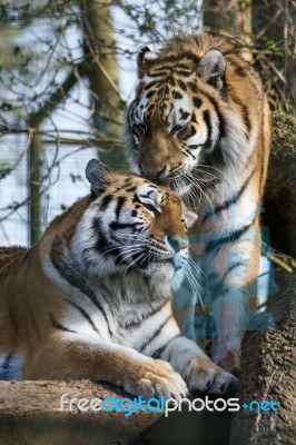 Siberian Tiger (panthera Tigris Altaica) Stock Photo