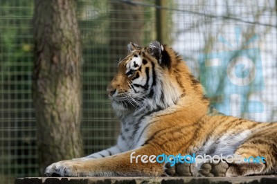 Siberian Tiger (panthera Tigris Altaica) Stock Photo