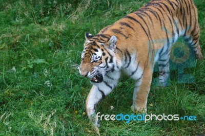 Siberian Tiger (panthera Tigris Altaica) Or Amur Tiger Stock Photo