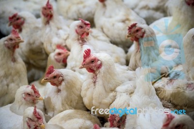 Sick Chicken Or Sad Chicken In Farm,epidemic, Bird Flu, Health Problems Stock Photo