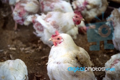 Sick Chicken Or Sad Chicken In Farm,epidemic, Bird Flu, Health Problems Stock Photo