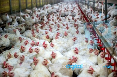 Sick Chicken Or Sad Chicken In Farm,epidemic, Bird Flu, Health Problems Stock Photo