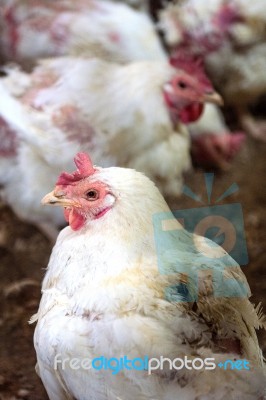 Sick Chicken Or Sad Chicken In Farm,epidemic, Bird Flu, Health Problems Stock Photo