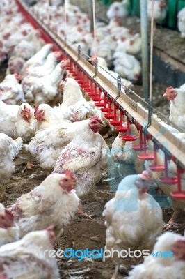 Sick Chicken Or Sad Chicken In Farm,epidemic, Bird Flu, Health Problems Stock Photo