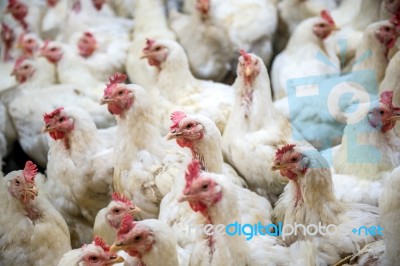 Sick Chicken Or Sad Chicken In Farm,epidemic, Bird Flu, Health Problems Stock Photo
