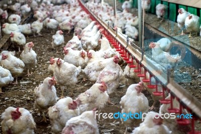 Sick Chicken Or Sad Chicken In Farm,epidemic, Bird Flu, Health Problems Stock Photo