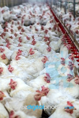 Sick Chicken Or Sad Chicken In Farm,epidemic, Bird Flu, Health Problems Stock Photo