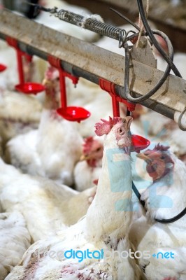 Sick Chicken Or Sad Chicken In Farm,epidemic, Bird Flu, Health Problems Stock Photo