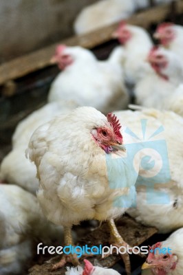 Sick Chicken Or Sad Chicken In Farm,epidemic, Bird Flu, Health Problems Stock Photo
