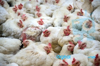 Sick Chicken Or Sad Chicken In Farm,epidemic, Bird Flu, Health Problems Stock Photo