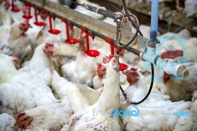 Sick Chicken Or Sad Chicken In Farm,epidemic, Bird Flu, Health Problems Stock Photo