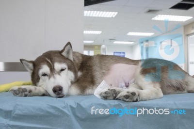 Sick Siberian Husky At Veterinary Hospital ,veterinary Theme Stock Photo Sick Siberian Husky At Veterinary Hospital ,veterinary Theme Stock Photo