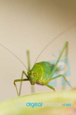 Sickle-bearing Bush-cricket (phaneroptera Falcata) Stock Photo