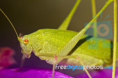 Sickle-bearing Bush-cricket (phaneroptera Falcata) Stock Photo