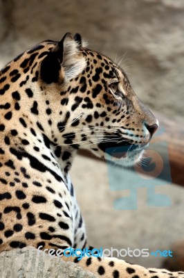 Side Of Leopard Stock Photo