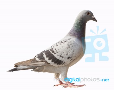 Side View Of Pigeon Bird Isolated White Background Stock Photo