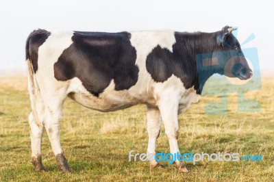 Side View Of The Calf Stock Photo