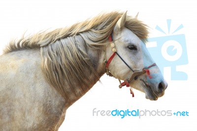 Side View Of White Horse Head Isolated White Background Stock Photo