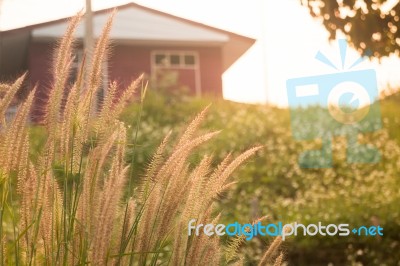 Silhouette Grass Field In Front Of Home With Sunlight Rim Light Stock Photo
