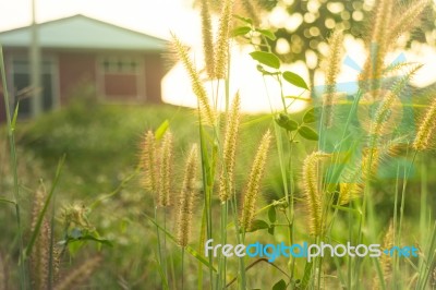 Silhouette Grass Field In Front Of Home With Sunlight Rim Light Stock Photo