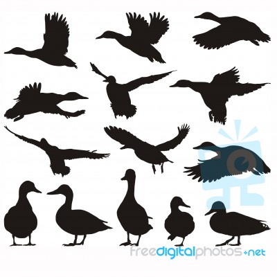 Silhouette Mallard Stock Image