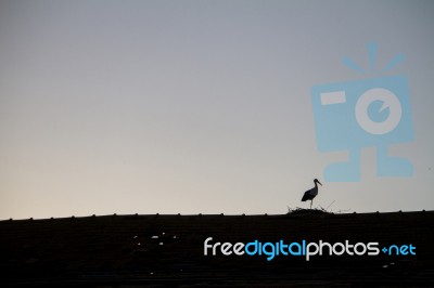 Silhouette Of A White Stork Over A Rooftop Stock Photo