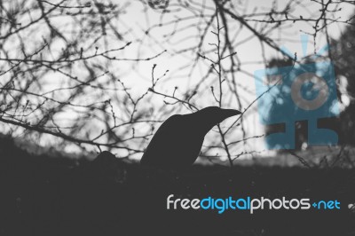 Silhouette Of Black Creepy Crow With Tree Branch In The Backgrou… Stock Photo