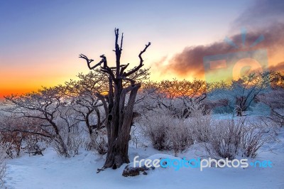 Silhouette Of Dead Trees, Beautiful Landscape At Sunrise On Deogyusan National Park In Winter,south Korea Stock Photo