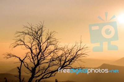 Silhouette Tree With Sunrise Background Stock Photo