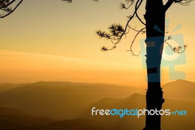 Silhouette Tree With Sunrise Background Stock Photo