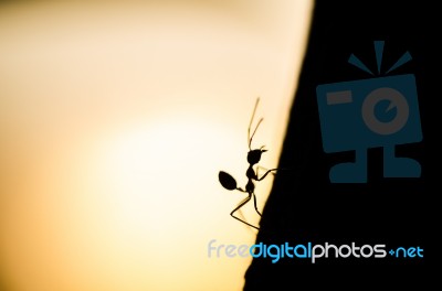 Silhouetted Ant Stock Photo