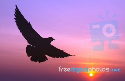 Silhouetted Seagull Flying At Colorful Sunset Stock Photo