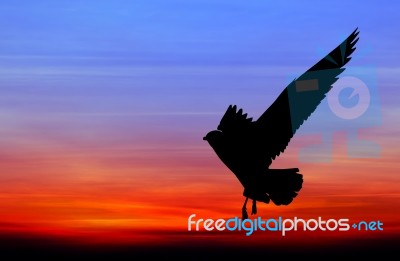 Silhouetted Seagull Flying At Colorful Sunset Stock Photo Silhouetted Seagull Flying At Colorful Sunset Stock Photo