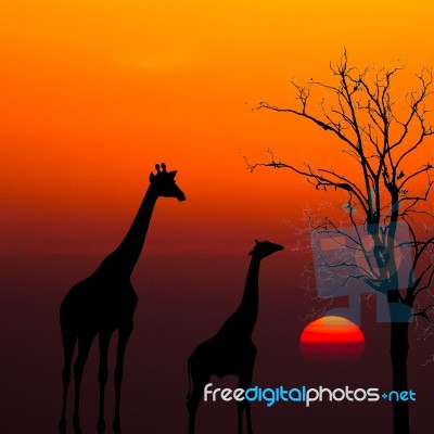 Silhouettes Of Giraffes And Dead Tree Against Sunset Background Stock Photo