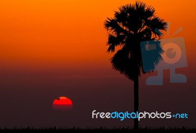 Silhouettes Of Palm Tree Against Sunset Background Stock Photo