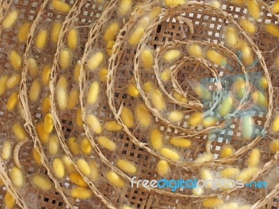 Silkworm Stock Photo