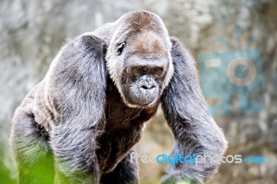 Silver Back Gorilla Looking Alert And Menacing Against A Natural Background Stock Photo
