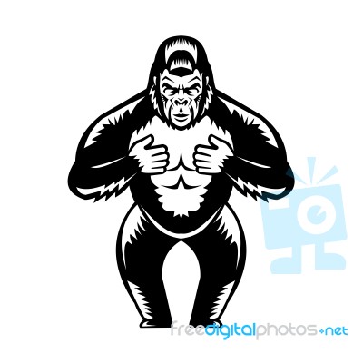 Silverback Gorilla Beating Chest Woodcut Stock Image