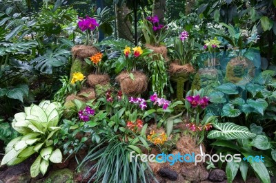 Singapore, Asia - February : Orchids On Display In Singapore Bot… Stock Photo