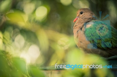 Single Colourful Dove Resting Stock Photo